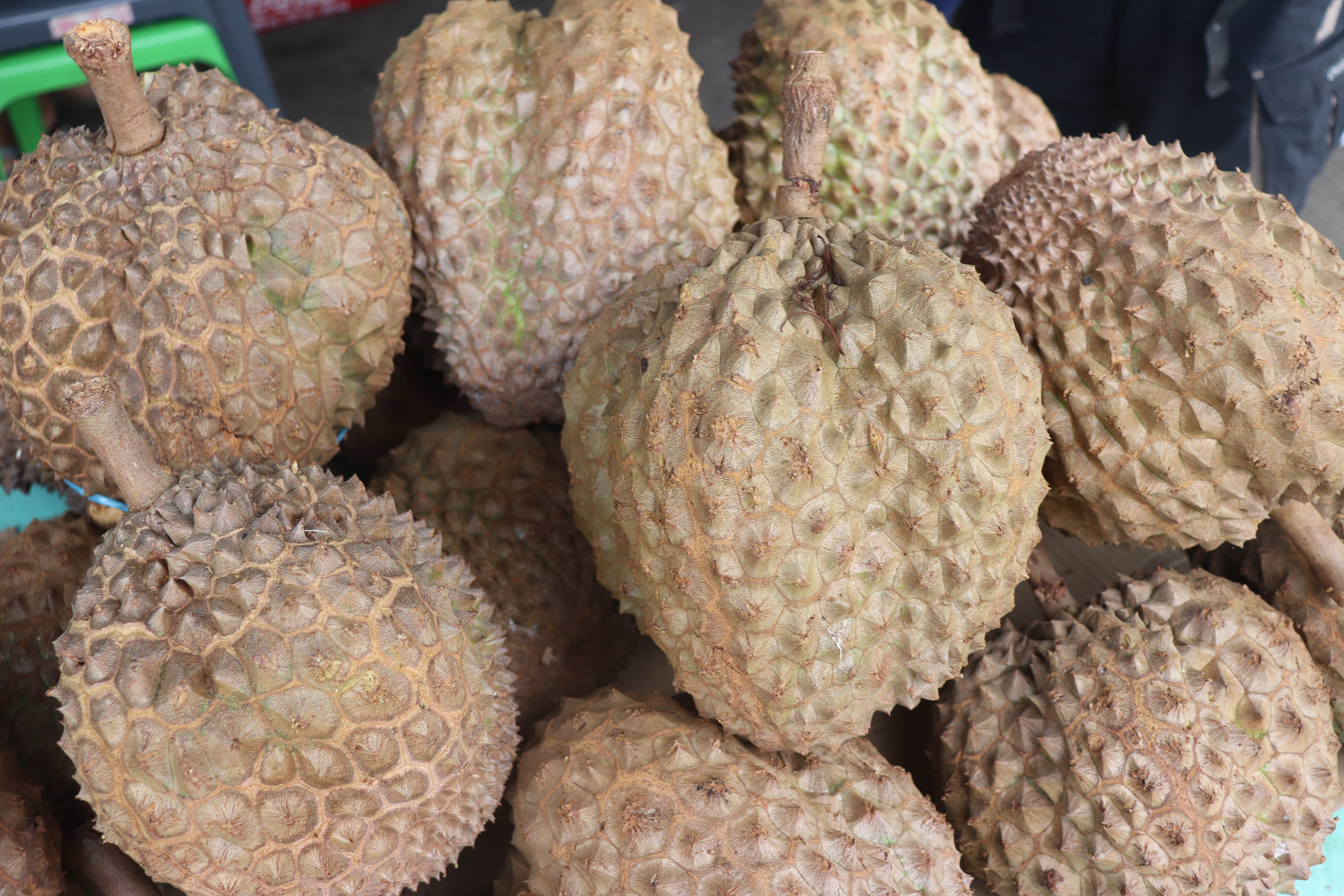 Durian Fruit Philippines 