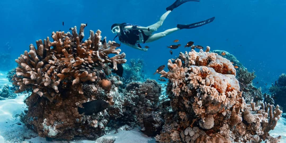 background-scuba-diving-tubataha-reef-philippines.fr
