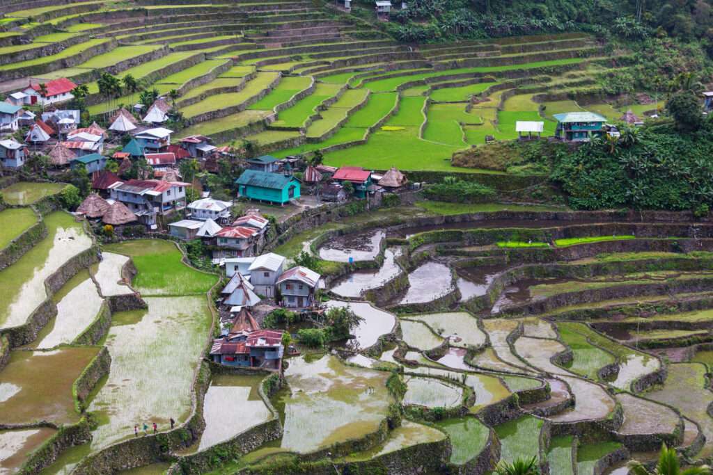 Beautiful Green Rice terraces in the Philippines. Rice cultivation in the Luzon island.