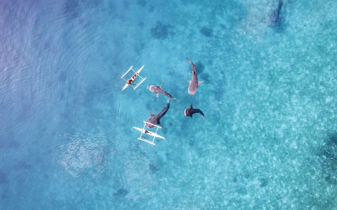 Cebu, Oslob : Nager ou pas avec les requins baleines ?